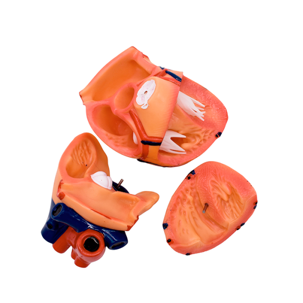 Модель «Сердце человека» (демонстрационная)